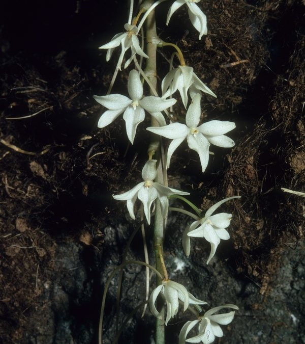 Aerangis articulata