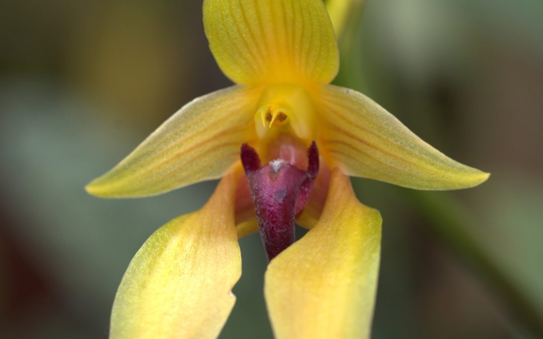 Bulbophyllum carunculatum