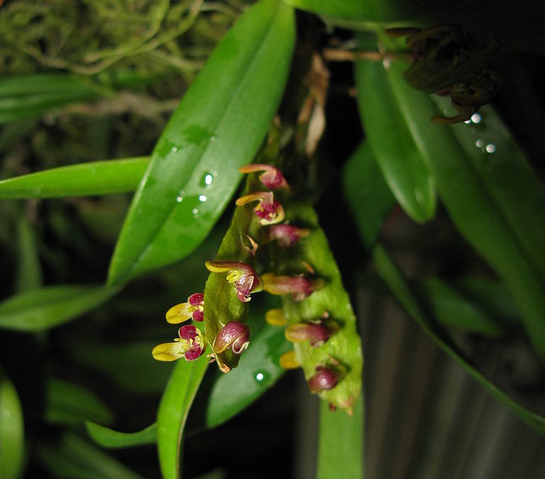 Bulbophyllum falcatum