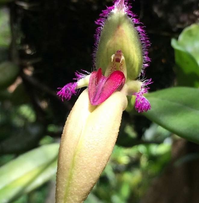 Bulbophyllum fascinator