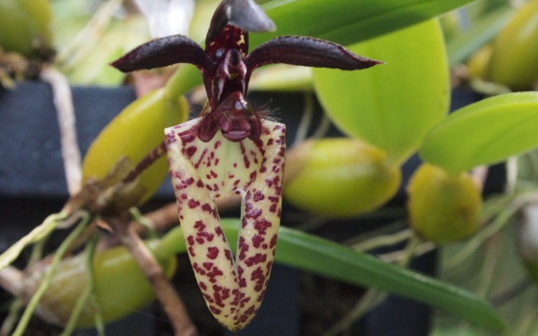 Bulbophyllum lasiochilum