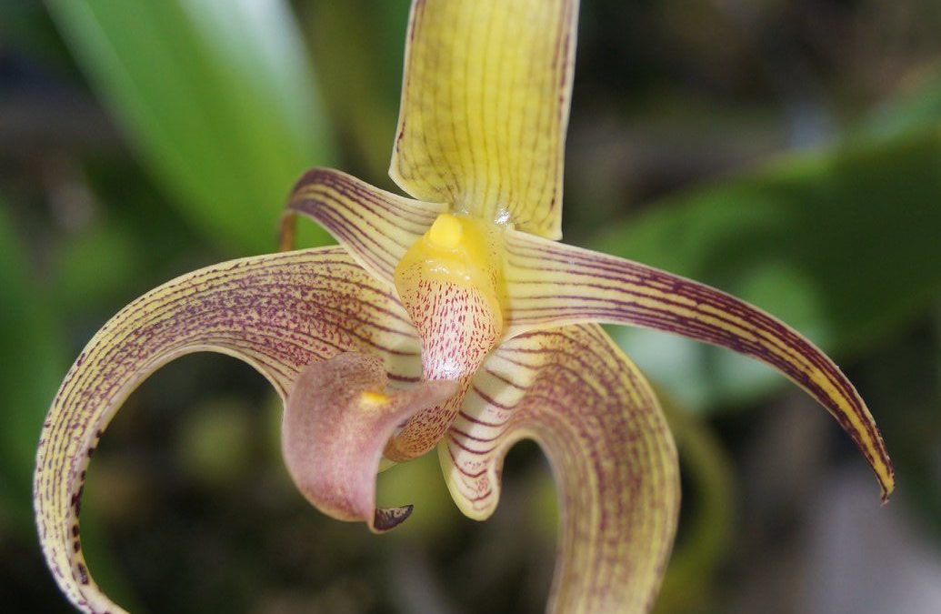 Bulbophyllum lobii