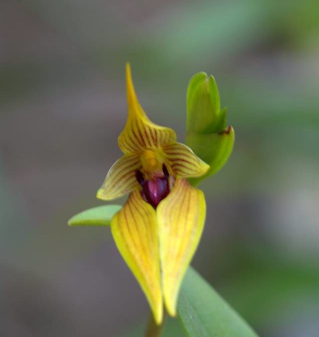 Bulbophyllum orthoglossum