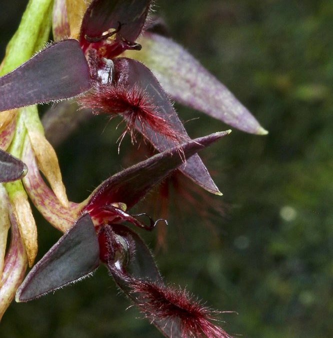 Bulbophyllum tremulum