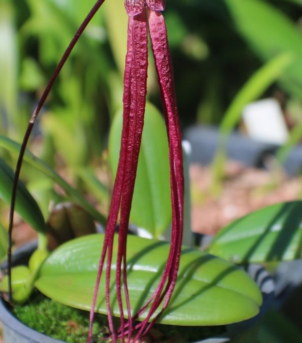 Bulbophyllum treschii