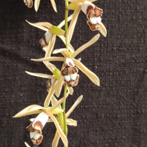 Coelogyne dayana orchidée botanique