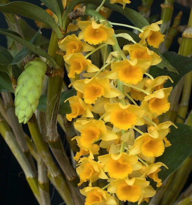 Dendrobium densiflorum