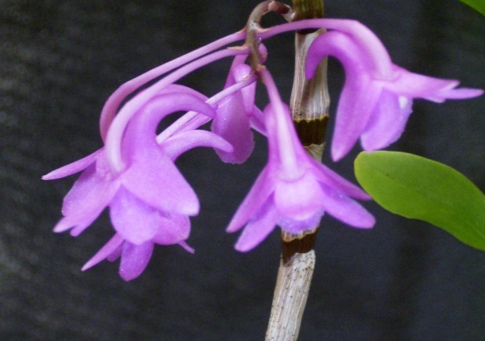 Dendrobium intricatum