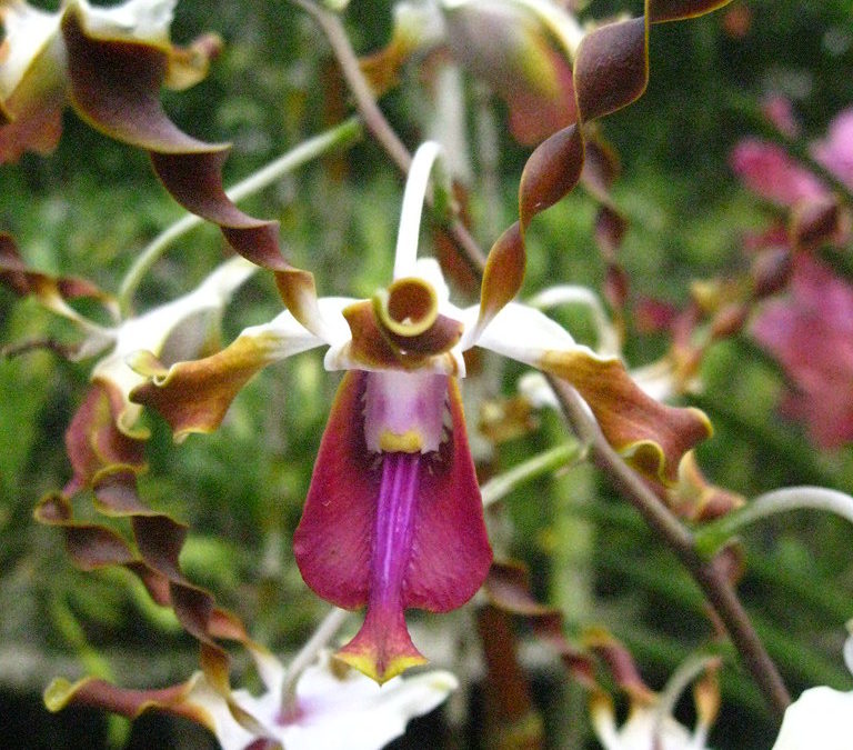 Dendrobium lasianthera