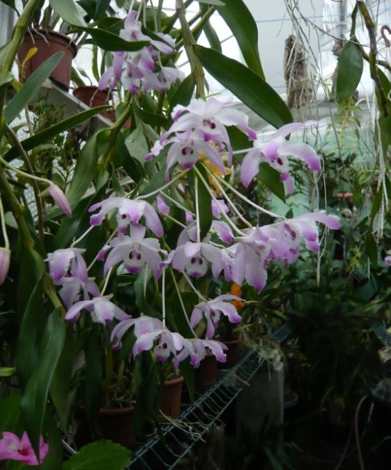 Dendrobium linawianum