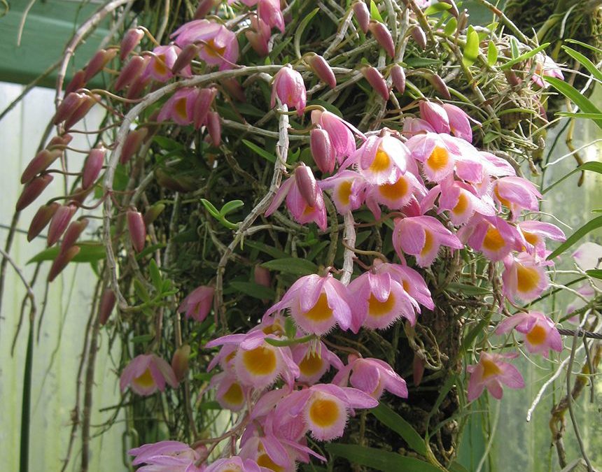 Dendrobium loddigesii