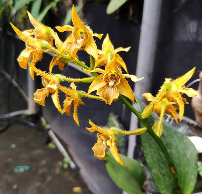 Dendrobium macrophyllum