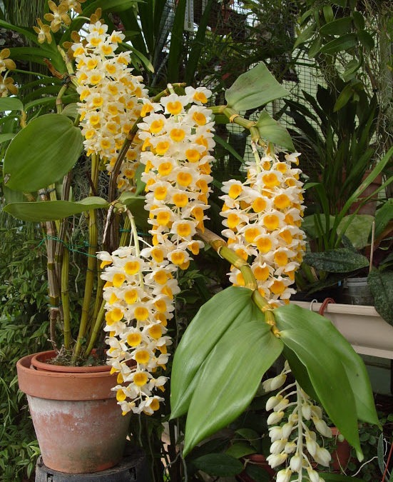 Dendrobium thyrsiflorum