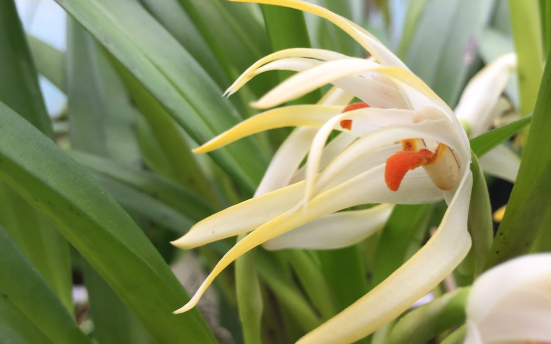 Maxillaria ochroleuca