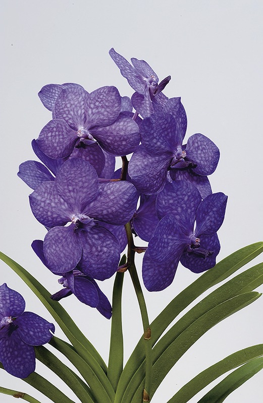 Les Vandas - L'Orchidium