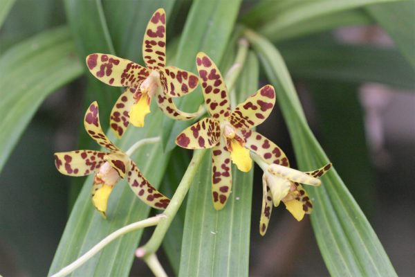 Ansellia africana