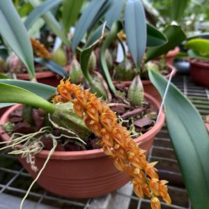 Bulbophyllum cupreum