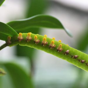 Bulbophyllum falcatum var velutinum