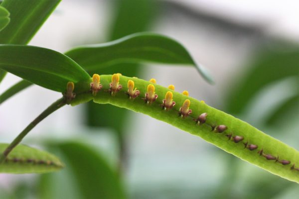 Bulbophyllum falcatum var velutinum