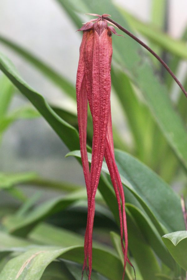 Bulbophyllum x (B.longissimumxB.plumatum)