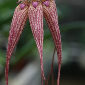Bulbophyllum Elysabeth Ann Buckleberry