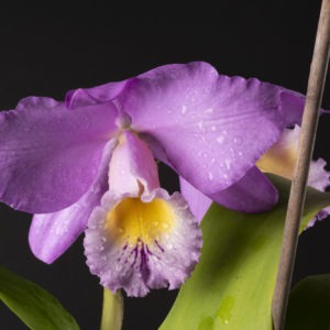 Cattleya Beaumesnil 'Parme'