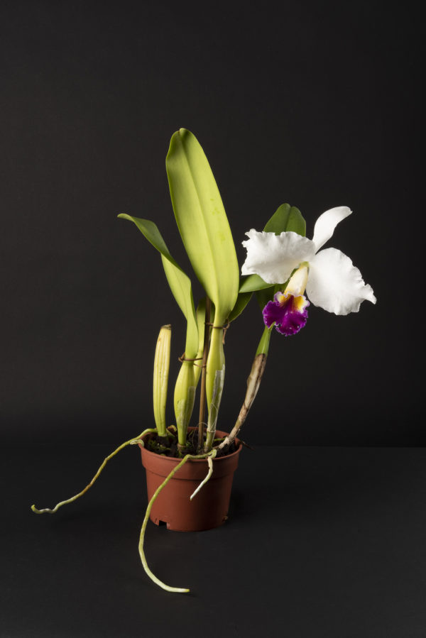 Cattleya Cynthia Model