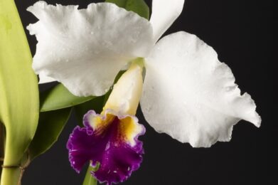 Cattleya Cynthia Model