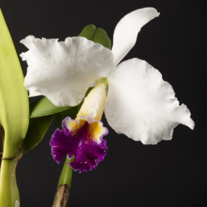 Cattleya Cynthia Model