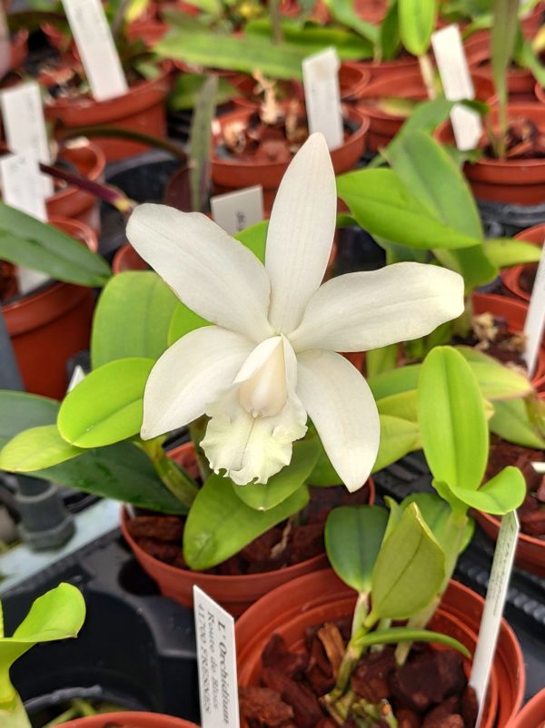 Cattleya 'Little Angel'