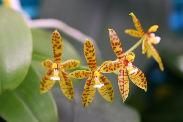 Phalaenopsis-cornu-cervi