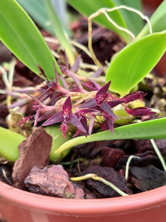 Bulbophyllum tremulum
