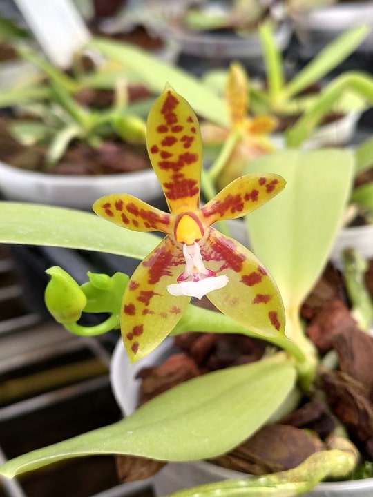 phalaenopsis cornu-cervi