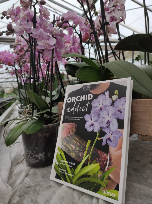 Orchid addict