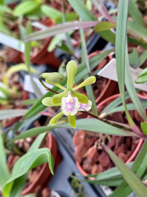 Epidendrum floribundum