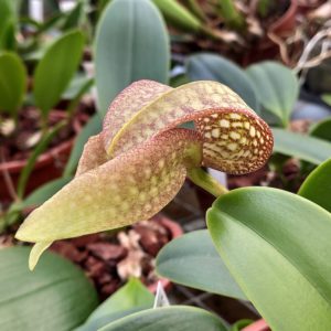 Bulbophyllum arfakianum X grandiflorum