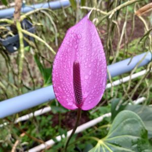 Anthurium hybride
