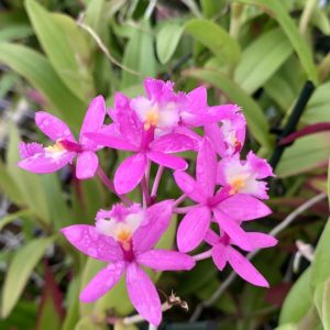Epidendrum purple