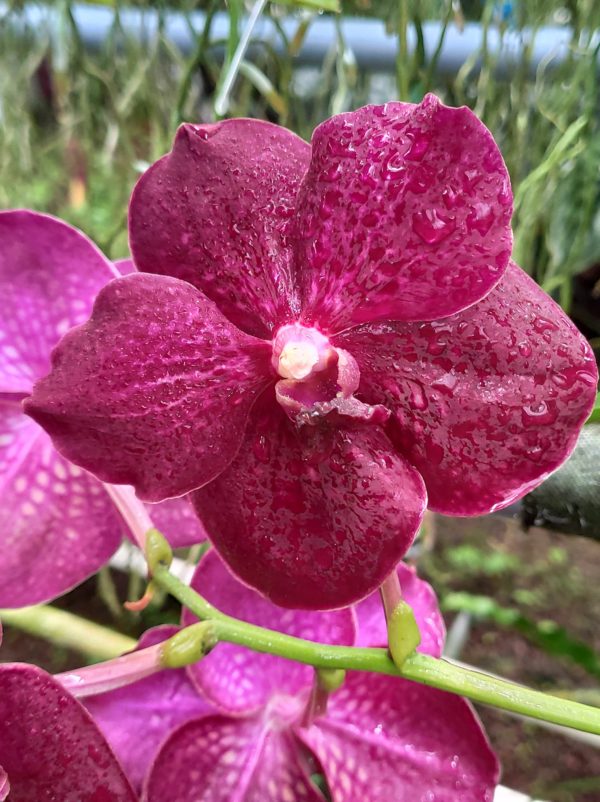 Ascda Thaï Ruby x V. Black Ball