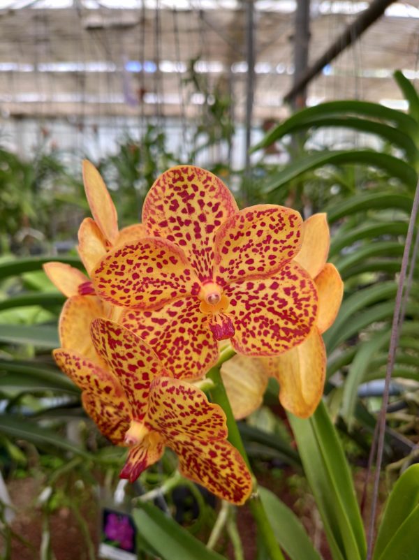 Ascda. Kultana Pappion x V. Betty May Steal
