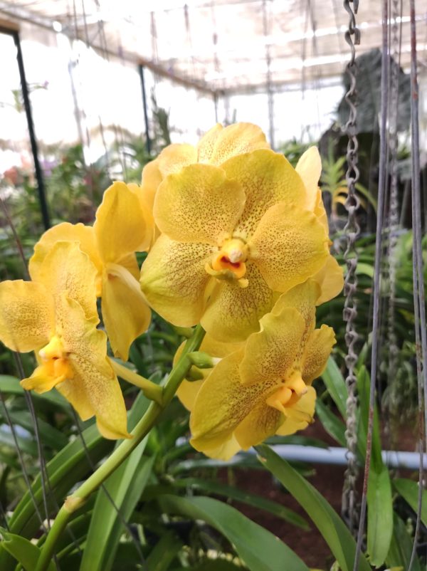 Ascda. Pakchong Gold X V. Thananchaisand