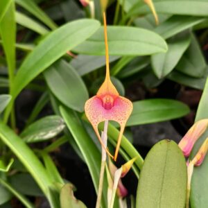 Masdevallia hybride