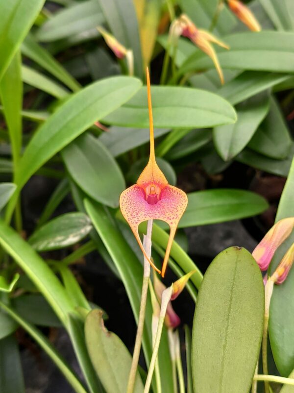 Masdevallia hybride