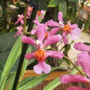 Oncidium rose