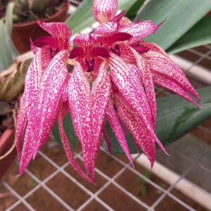 Bulb.annamense-x-Bulb.macrobulbum-x-Bulb.phalaenopsis