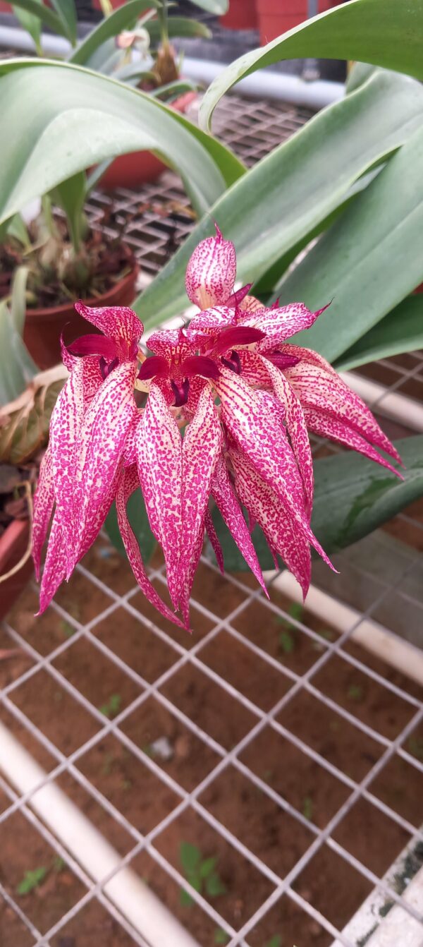 Bulb.annamense-x-Bulb.macrobulbum-x-Bulb.phalaenopsis