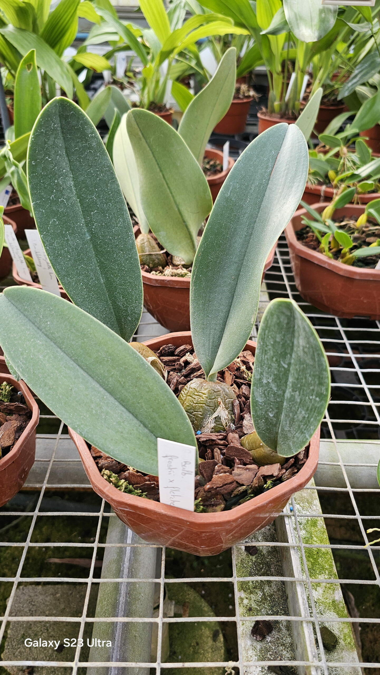 Bulbophyllum Rachelle LCDO