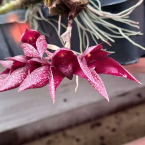 Bulbophyllum frosti x fletcherianum