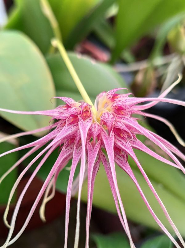 Bulbophyllum medusae x curtisii