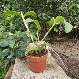 Cattleya leopoldii Dark x Dark Prince